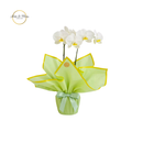 Orquídea Branca tradicional