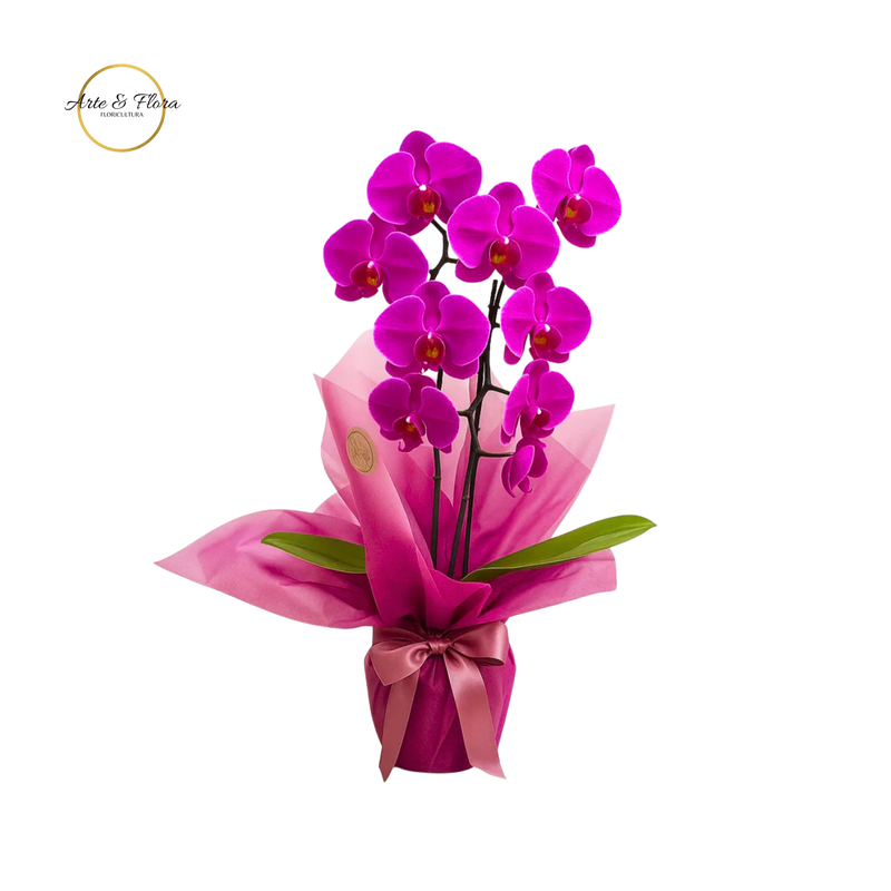 Orquídea roxa