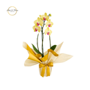 Orquídea tradicional amarela